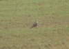 Peregrine Falcon at Oxenham Farm (Steve Arlow) (69640 bytes)
